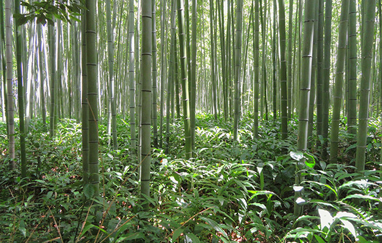 JBS bambustøj